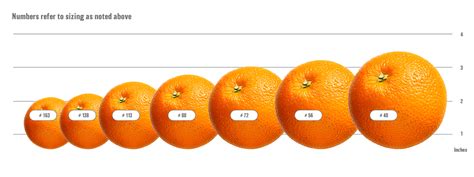 orage size chart